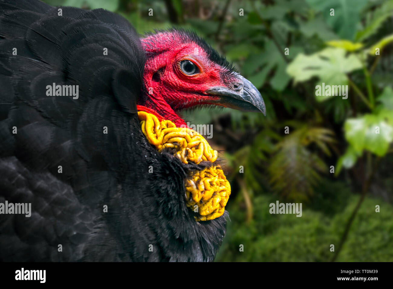 Colombe pygmée / australien / gweela / Turquie / scrub (Francolinus lathami turquie bush) originaire de l'Australie Banque D'Images