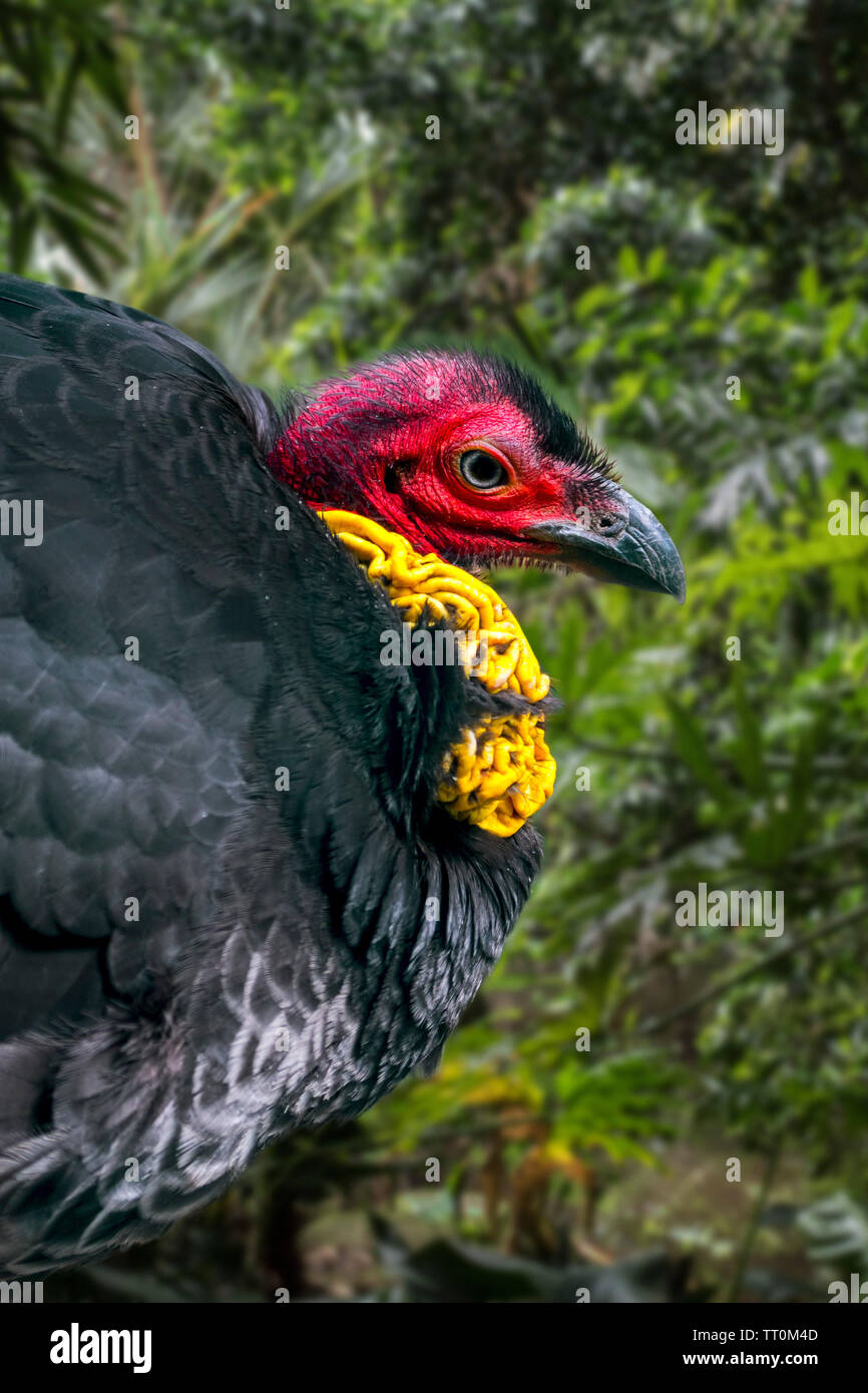 Colombe pygmée / australien / gweela / Turquie / scrub (Francolinus lathami turquie bush) originaire de l'Australie Banque D'Images