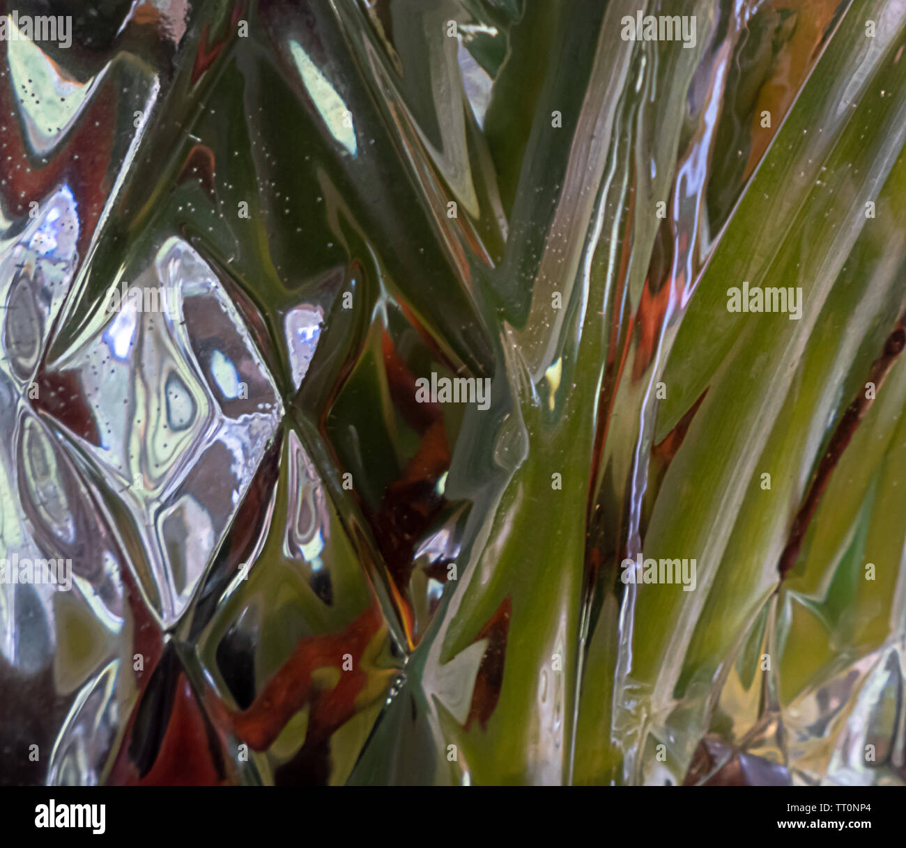 Des tiges de plantes verte déformée dans un vase de cristal clair Banque D'Images
