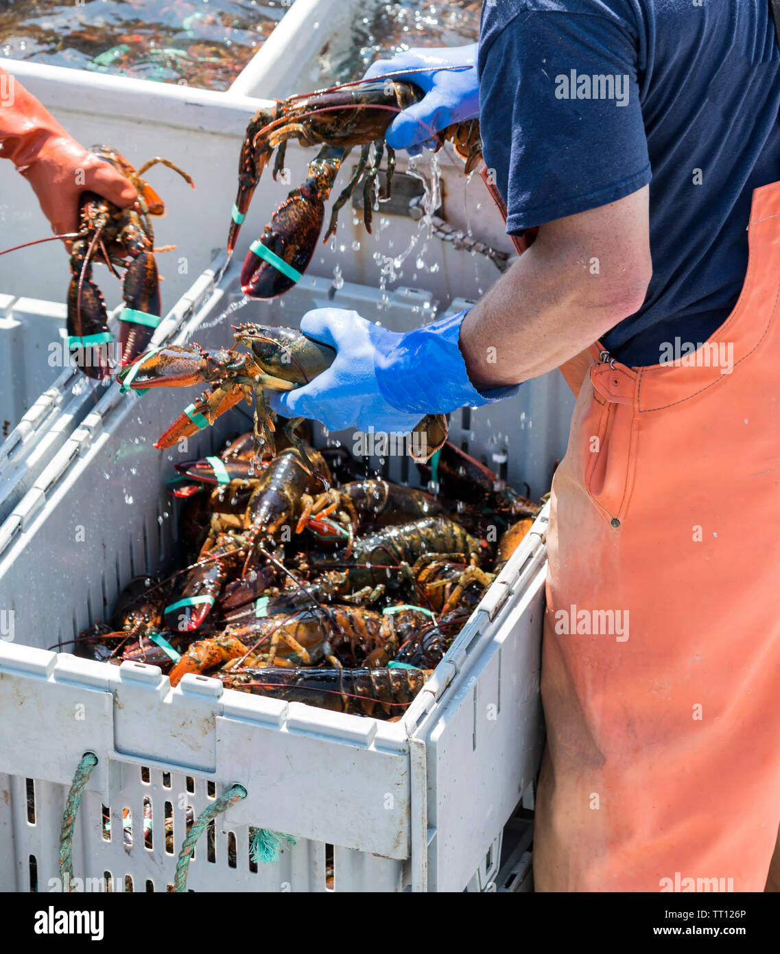 Les pêcheurs de homard Homard vivant maintenant en portant des gants afin de pouvoir trier les homards dans des bacs distincts par taille pour être vendus au marché. Banque D'Images
