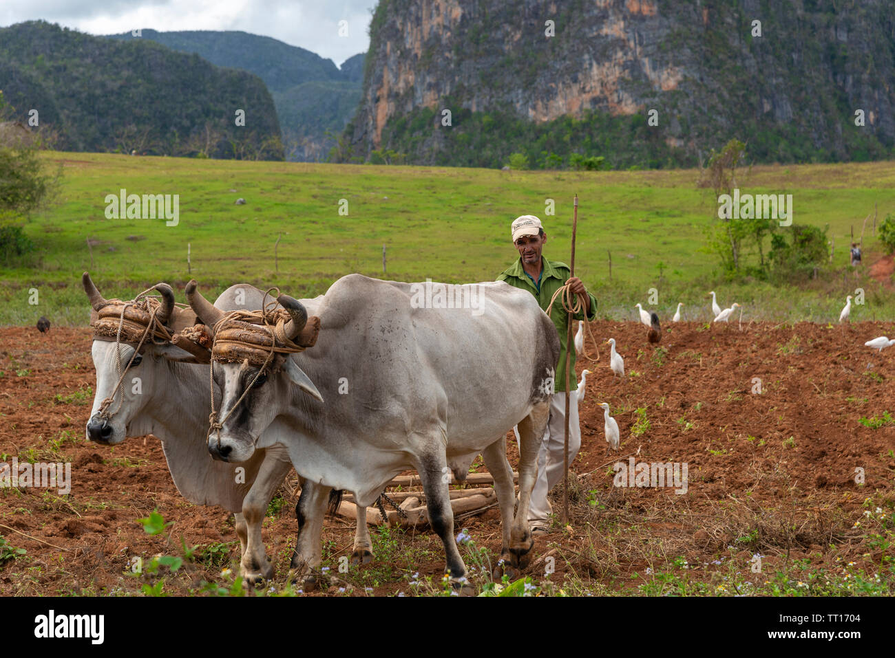 Agriculteur avec une charrue en bois à boeufs travaillant dans les champs verdoyants de la Vallée de Vinales, Viñales, Pinar del Rio Province,Cuba, Caraïbes Banque D'Images