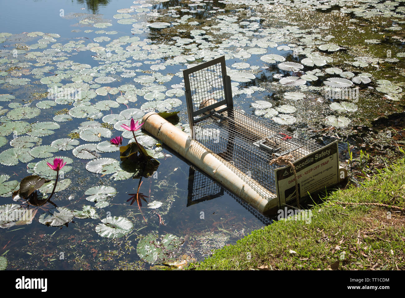 Darwin, NT, Australia-September 14,2018 : Saltwater crocodile piège avec un ​Warning signe dans un étang avec des plantes à fleurs lotus à Darwin, Australie Banque D'Images