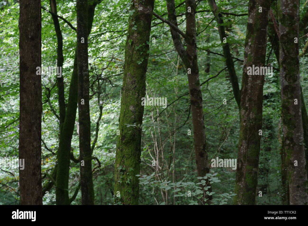 Les troncs de bois Hembury sur une fin d'après-midi d'été. Ashburton, Dartmoor, Devon, UK. Banque D'Images