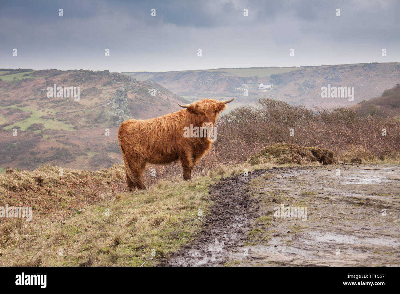 Higland Cattle cow avec des cornes à la caméra au sentier près de la côte, avec des collines en arrière-plan, dans le Devon, England, UK Banque D'Images