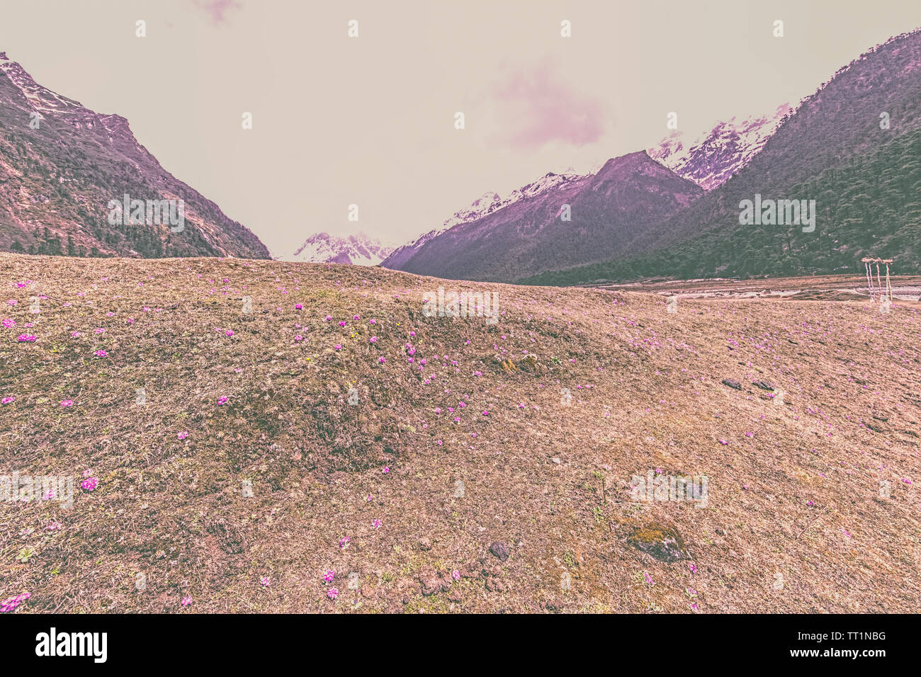 Lachung,paysage,lit,orné,avec,fleurs,fleurs,primula,Yungtham,Valley,le nord du Sikkim, Inde. Banque D'Images