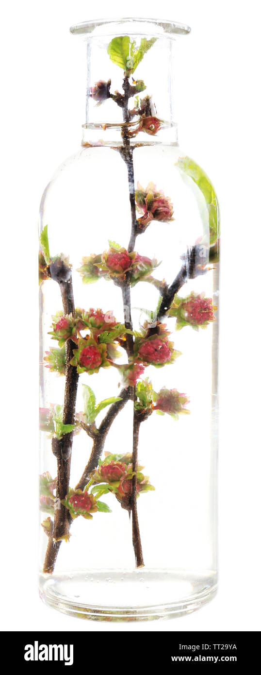 Fleurs de Printemps submergé dans l'eau isolated on white Banque D'Images