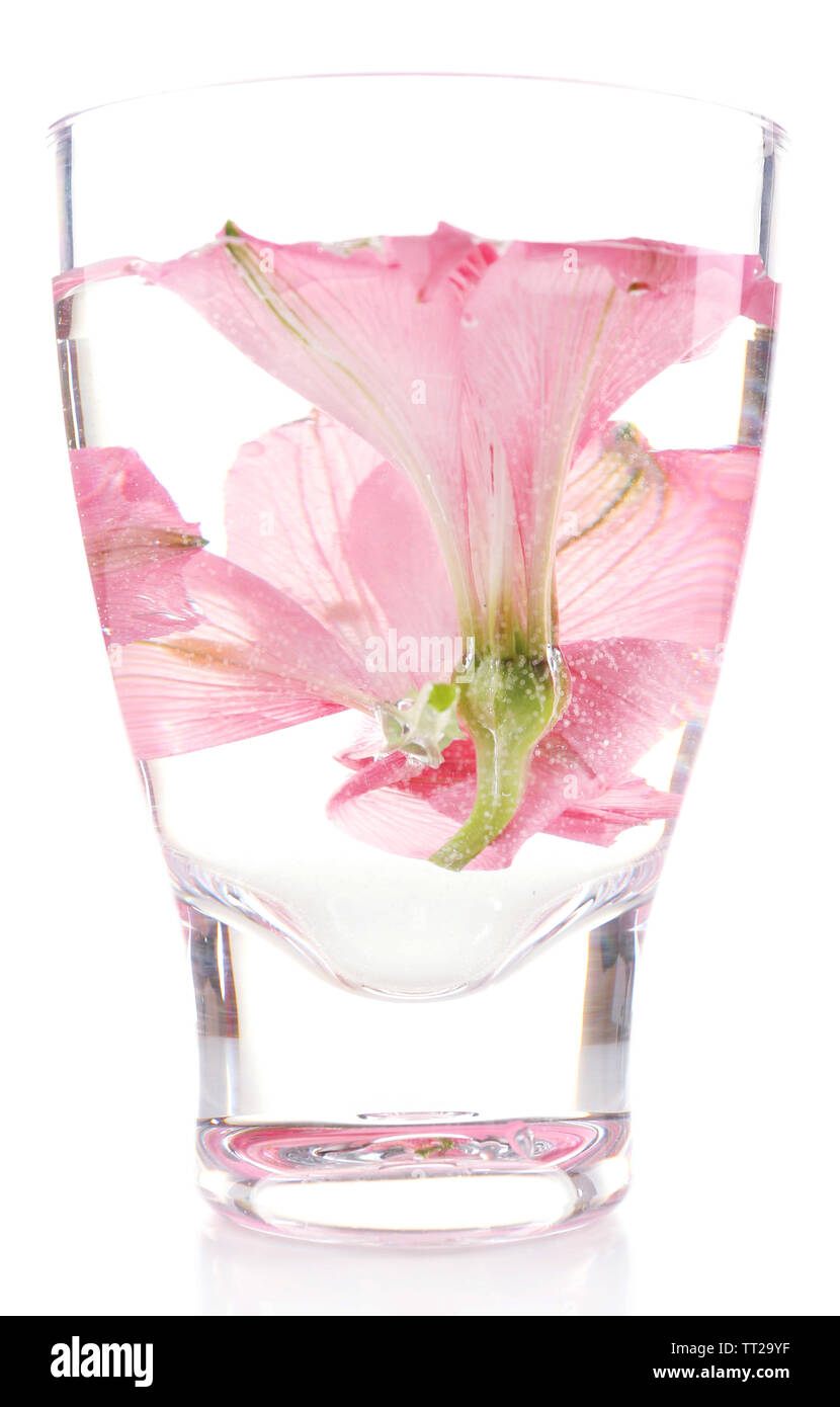 Fleurs de Printemps submergé dans l'eau isolated on white Banque D'Images