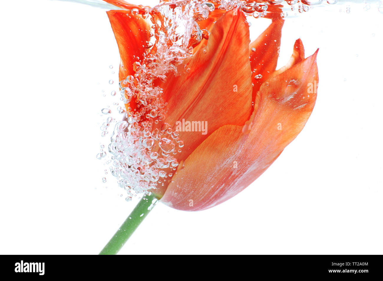 Fleur dans l'eau pétillante Banque D'Images