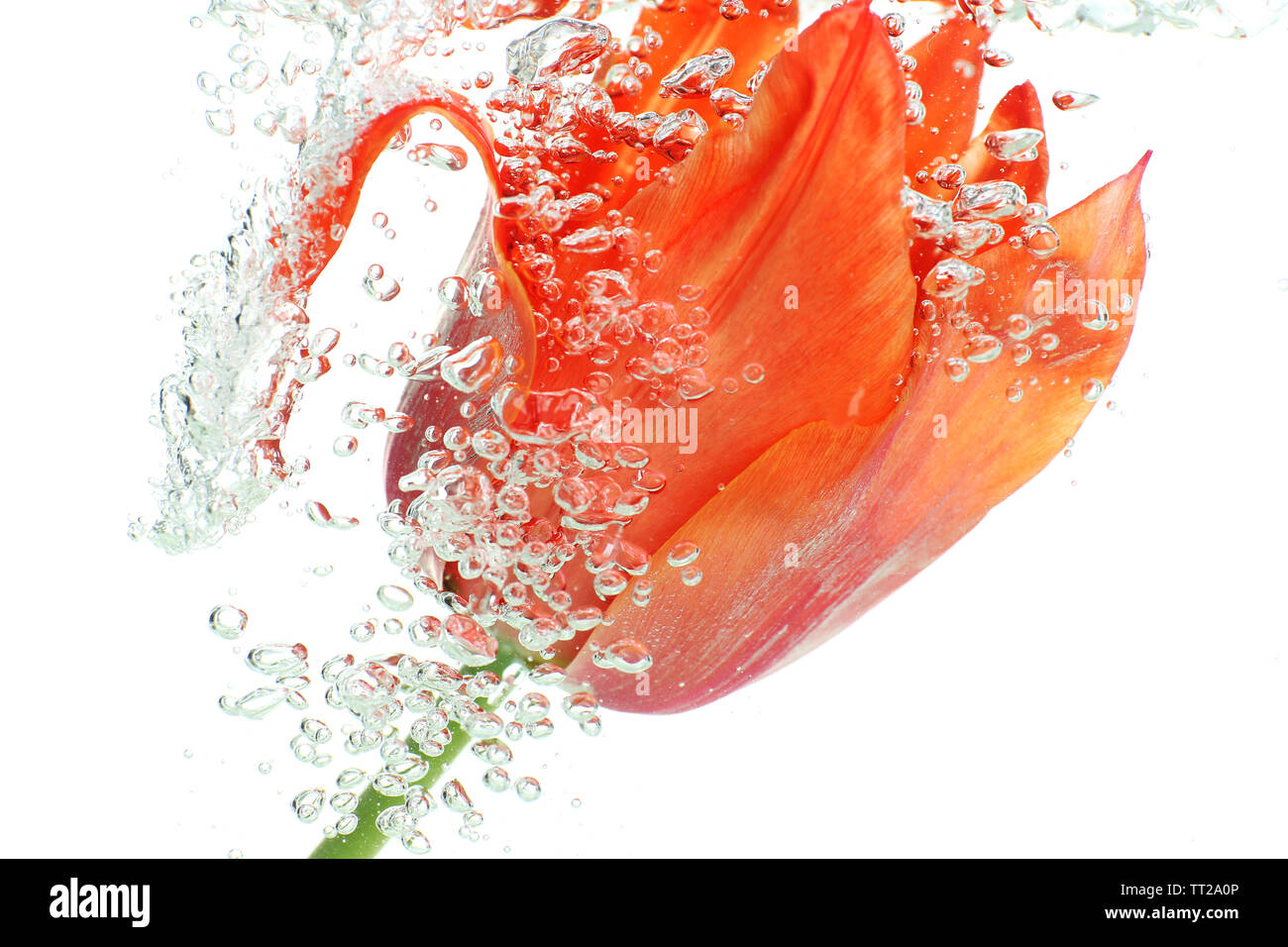 Fleur dans l'eau pétillante Banque D'Images