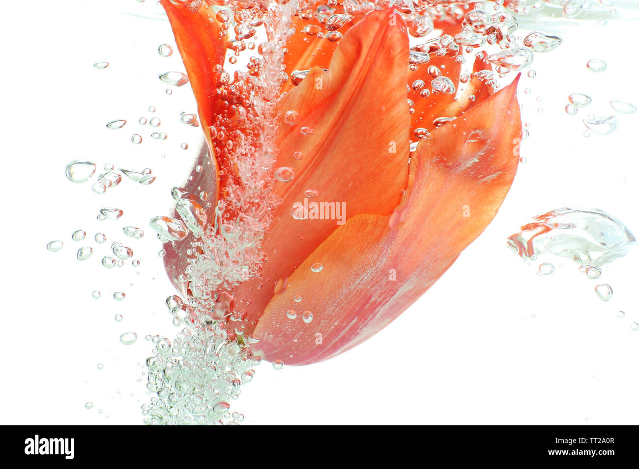 Fleur dans l'eau pétillante Banque D'Images