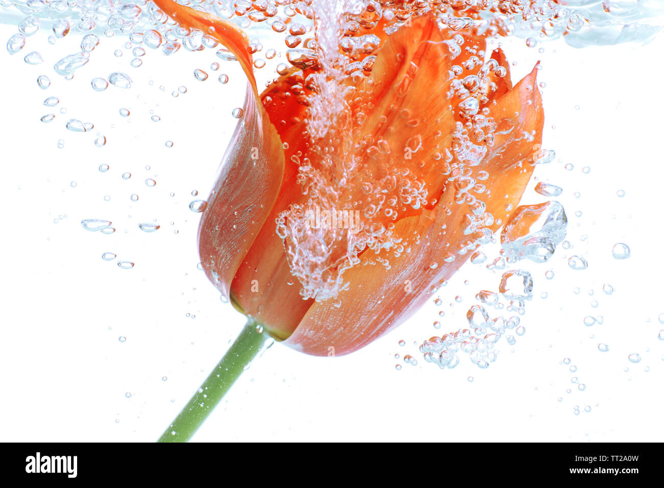 Fleur dans l'eau pétillante Banque D'Images