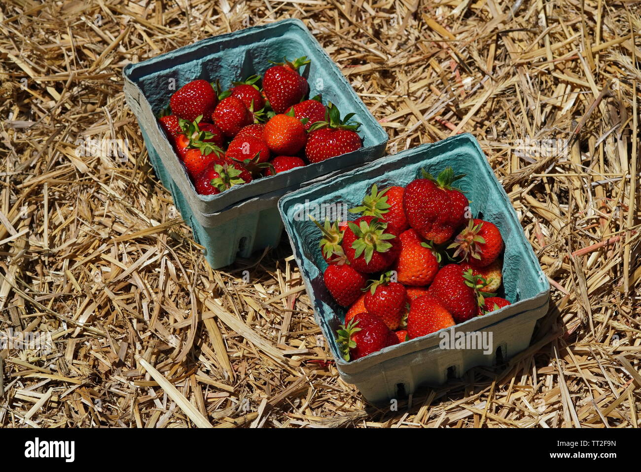 Les fraises cueillies fraîches dans un récipient de l'hay Banque D'Images