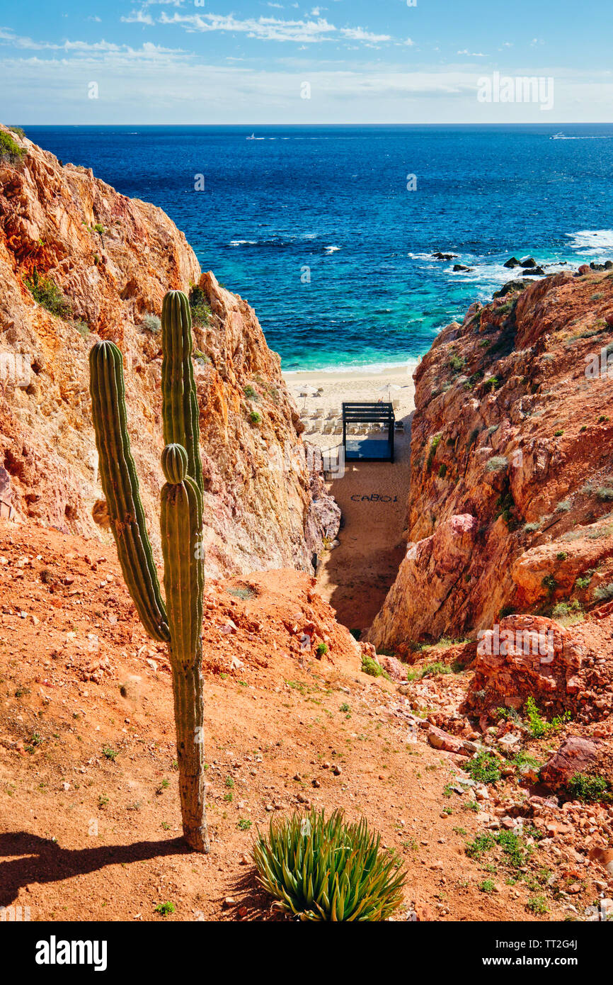 Portrait d'une plage avec un un cactus, Cabo San Lucas, Baja California Sur, Mexique Banque D'Images