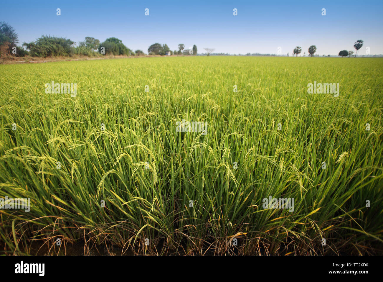 Le riz cultivé plein. champ de riz de près. chemin de terre chemin pour ...