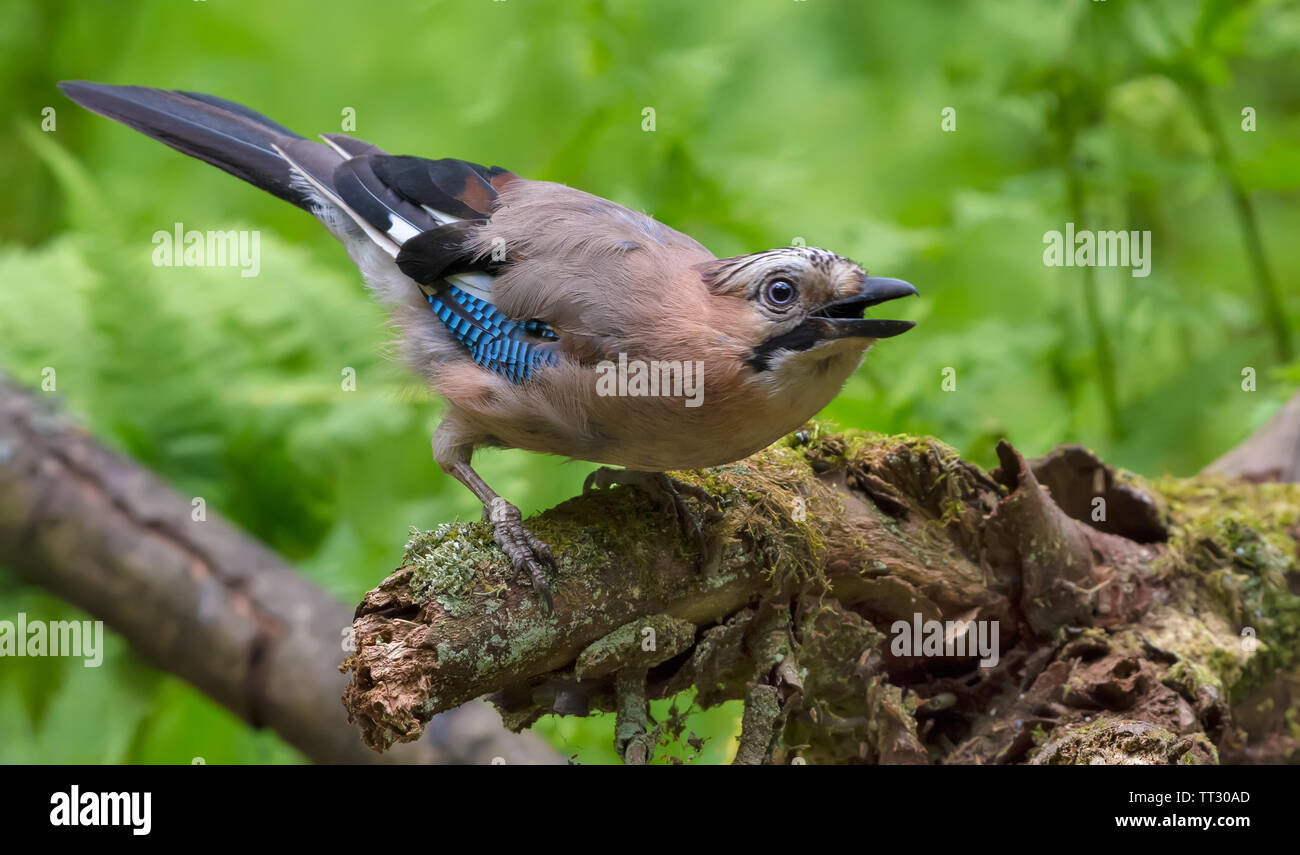 Eurasian Jay étrange posant avec bec ouvert sur la vieille souche moussue Banque D'Images
