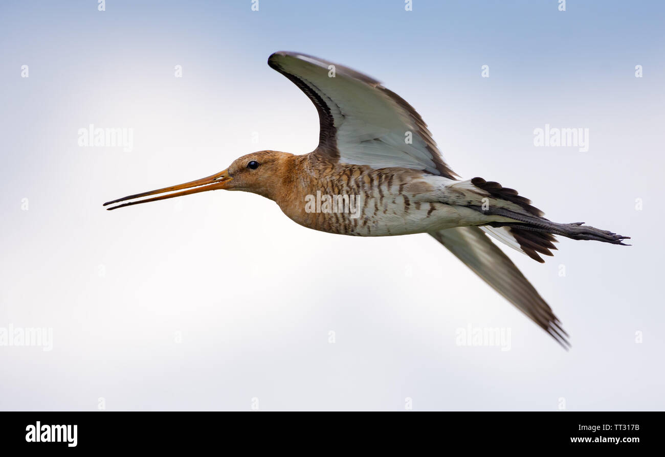 Barge à queue noire s'envoler avec la tête tournée vers Banque D'Images