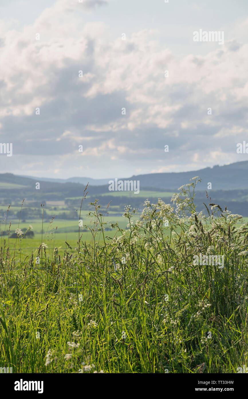 Cow Parsley et une variété de différentes herbes et fleurs sauvages poussant dans la marge sur le terrain dans une région agricole de l'Aberdeenshire. Banque D'Images