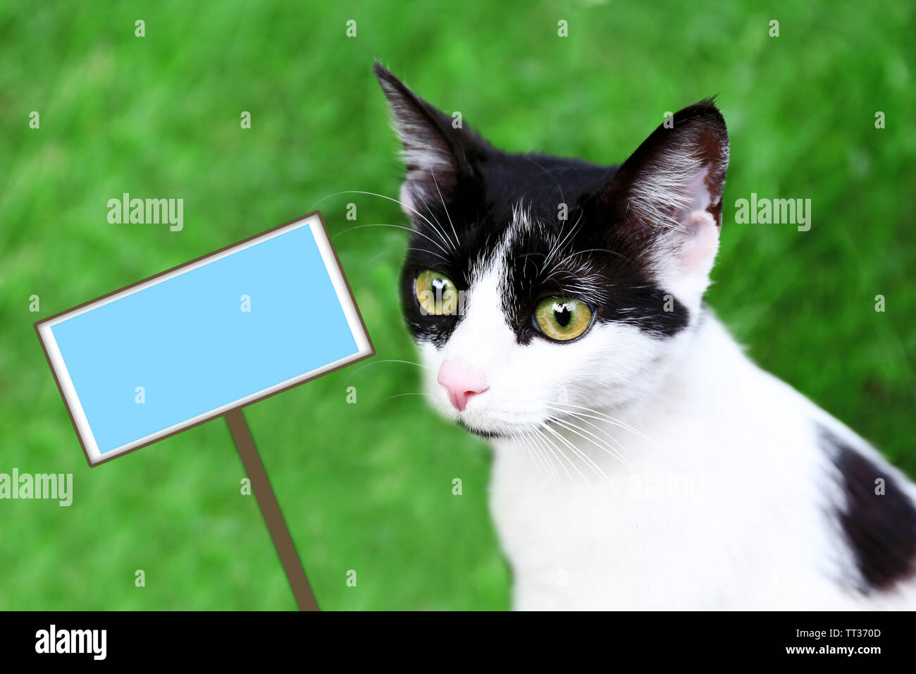 Chat Mignon Sur Fond Vert Photo Stock Alamy