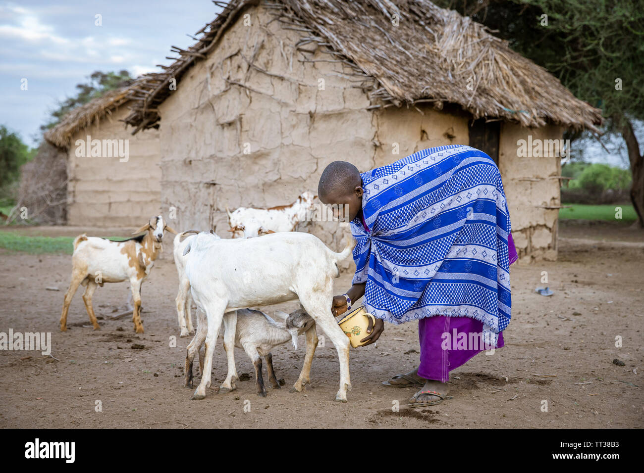Masaï une chèvre à traire Banque D'Images