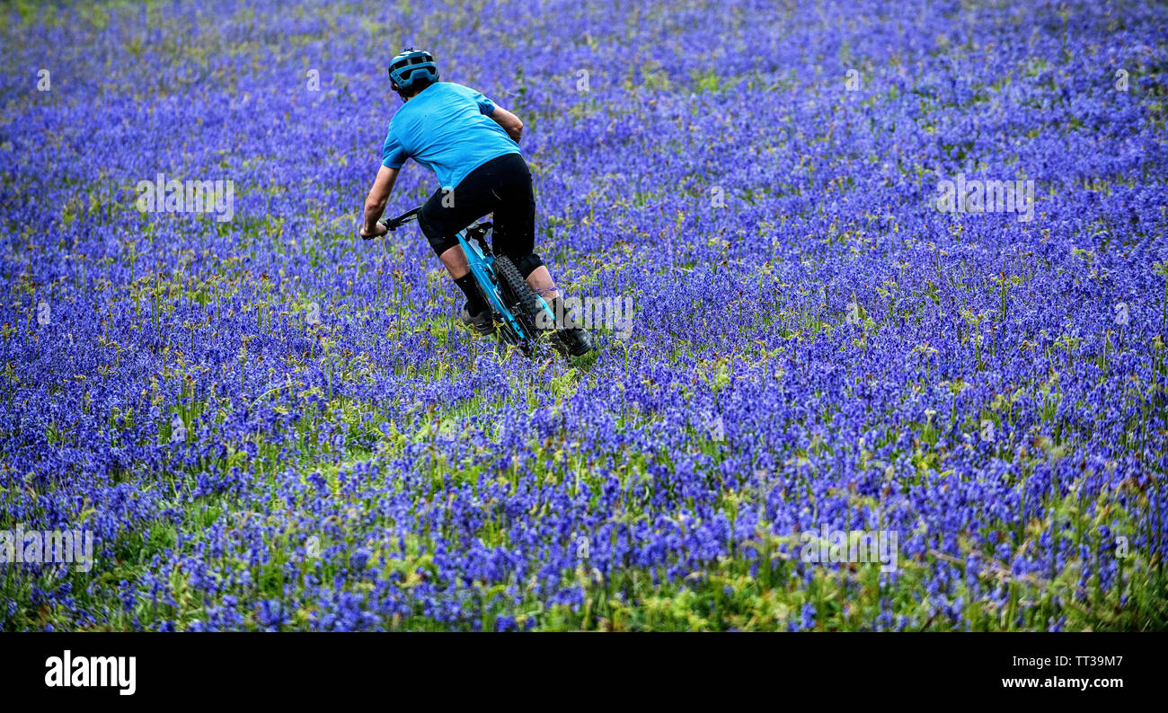 Un homme monte un vtt en pleine vitesse dans un champ de bluebells près de Abergavenny au Pays de Galles, Royaume-Uni. Banque D'Images