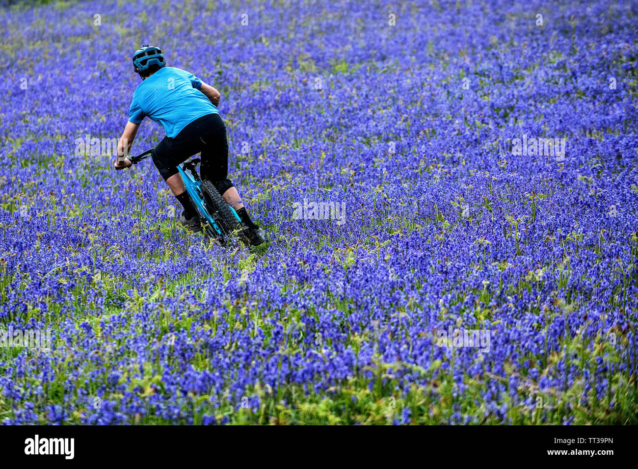 Un homme monte un vtt en pleine vitesse dans un champ de bluebells près de Abergavenny au Pays de Galles, Royaume-Uni. Banque D'Images