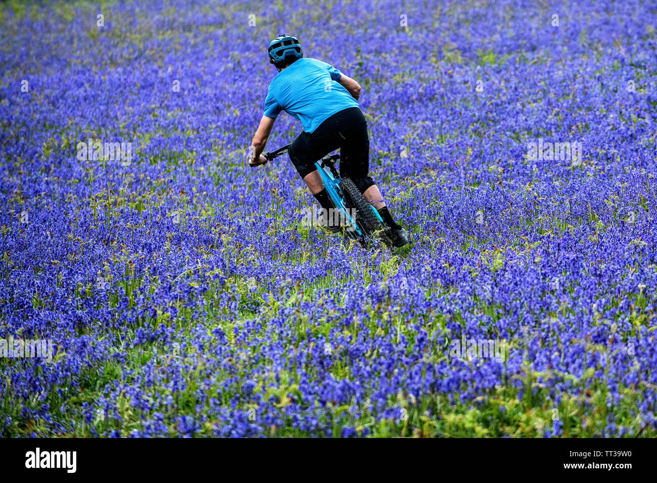 Un homme monte un vtt en pleine vitesse dans un champ de bluebells près de Abergavenny au Pays de Galles, Royaume-Uni. Banque D'Images