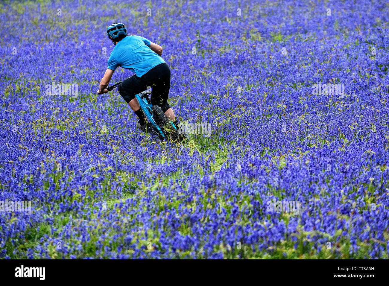 Un homme monte un vtt en pleine vitesse dans un champ de bluebells près de Abergavenny au Pays de Galles, Royaume-Uni. Banque D'Images