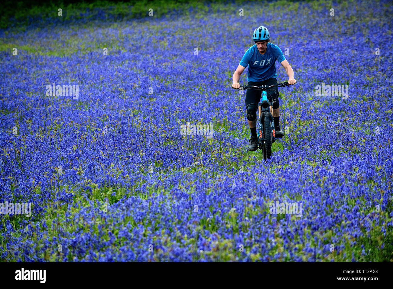 Un homme monte un vtt en pleine vitesse dans un champ de bluebells près de Abergavenny au Pays de Galles, Royaume-Uni. Banque D'Images