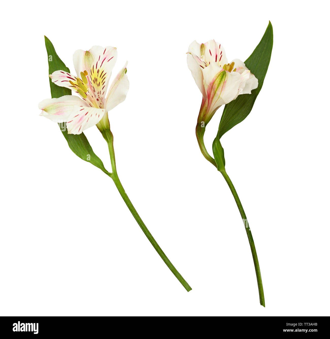 Ensemble d'alstroemeria jaune et blanc fleurs isolated on white Banque D'Images