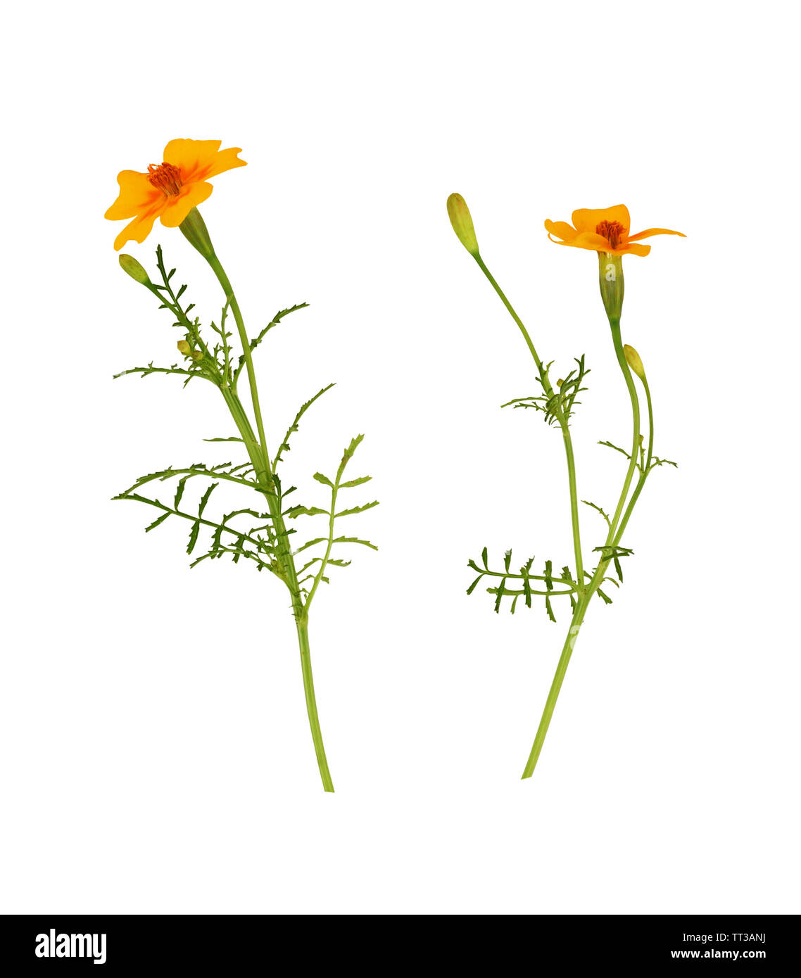 Ensemble de fleurs de souci sauvage isolated on white Banque D'Images