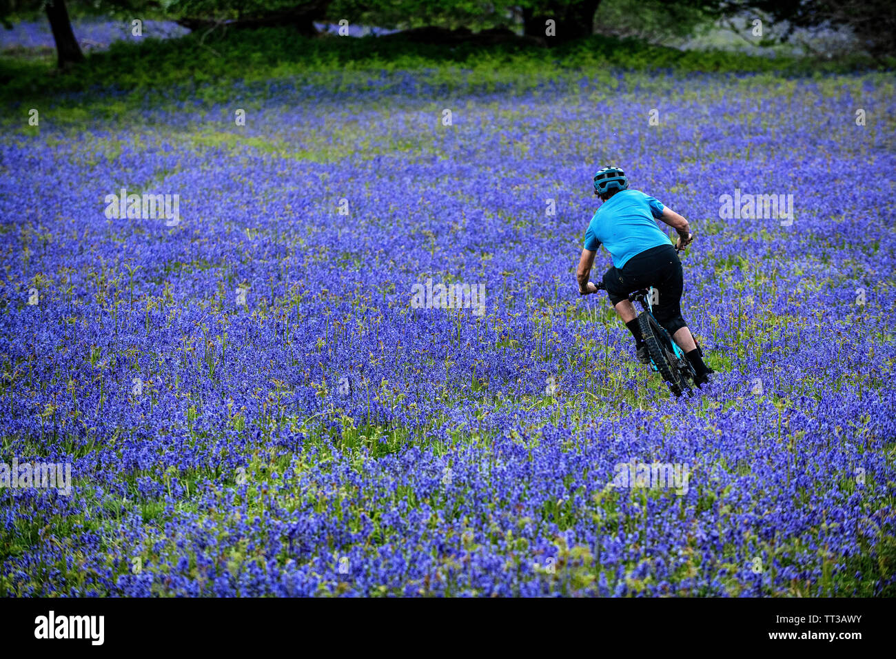 Un homme monte un vtt en pleine vitesse dans un champ de bluebells près de Abergavenny au Pays de Galles, Royaume-Uni. Banque D'Images