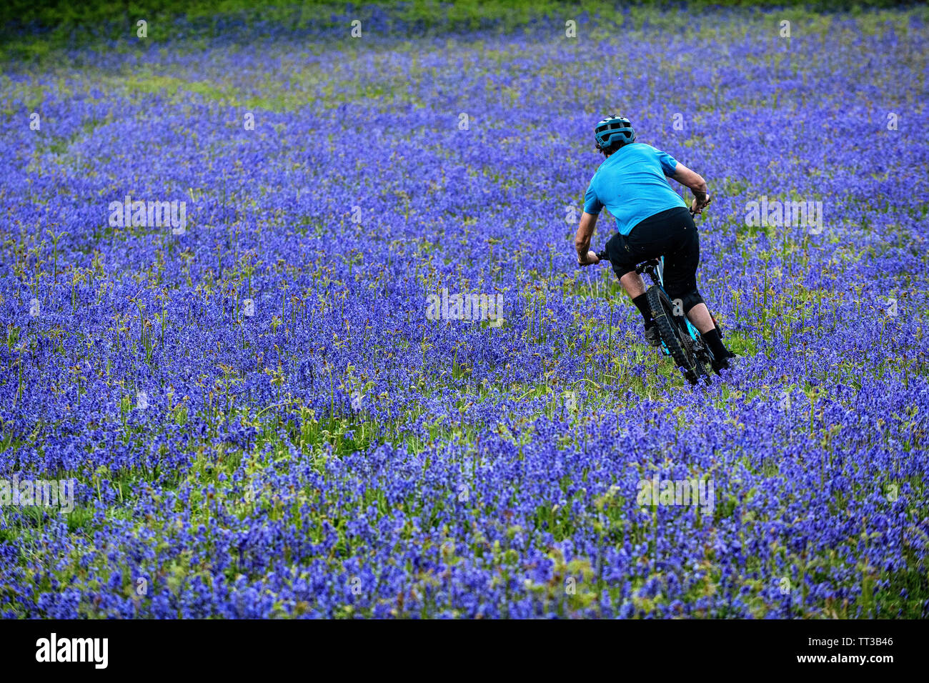 Un homme monte un vtt en pleine vitesse dans un champ de bluebells près de Abergavenny au Pays de Galles, Royaume-Uni. Banque D'Images