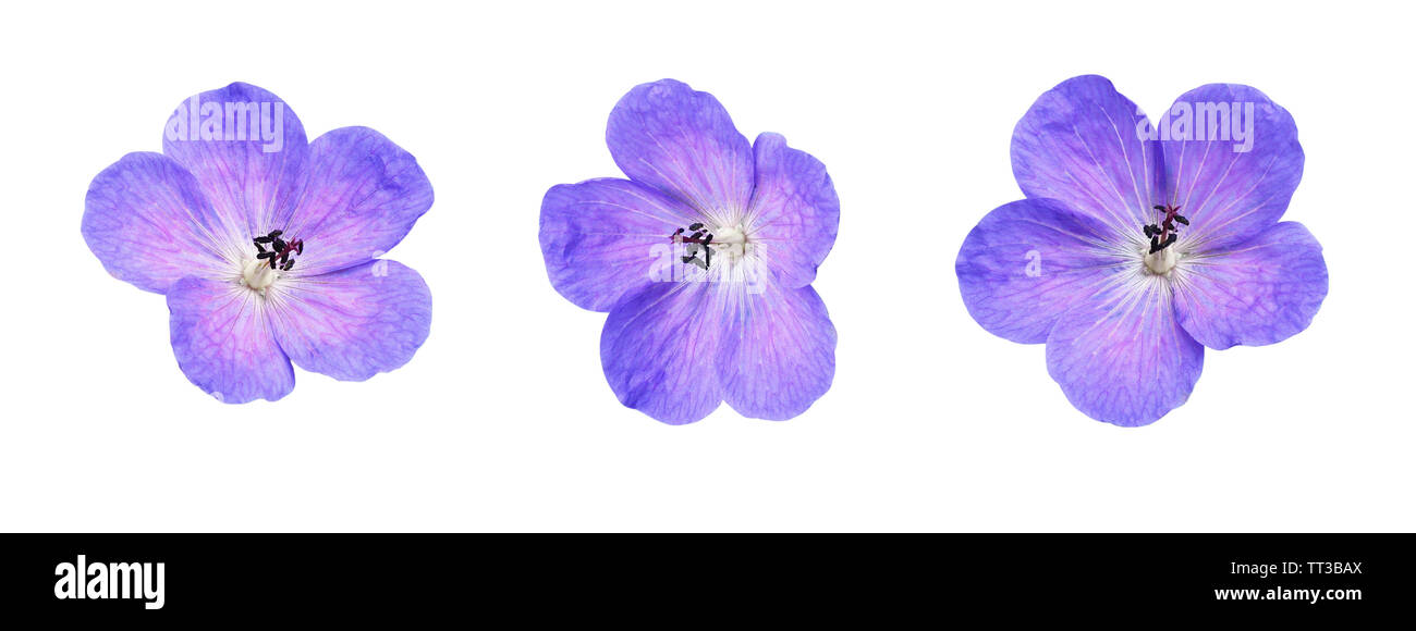 Ensemble de fleurs geranium pratense isolated on white Banque D'Images