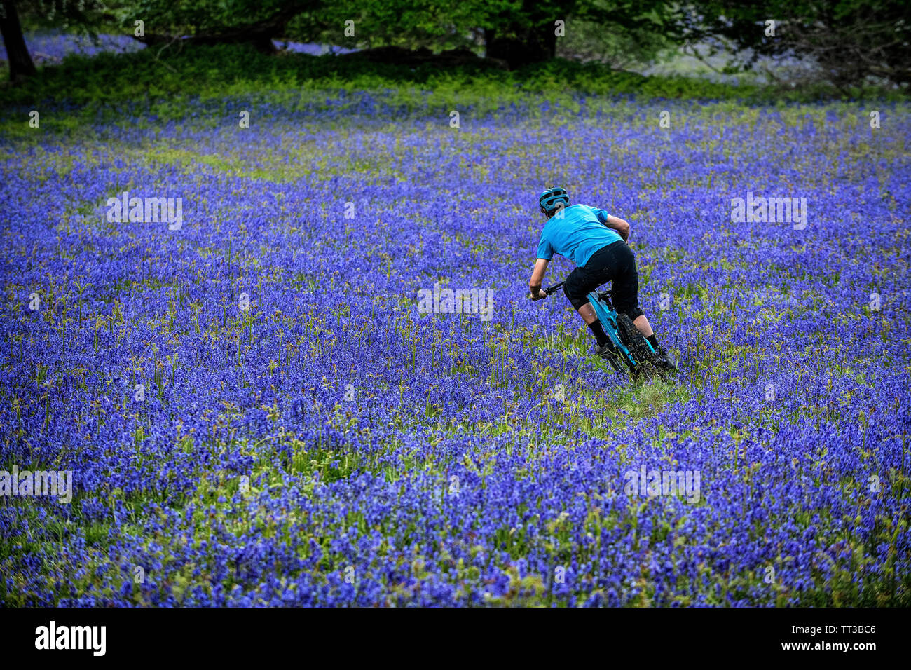 Un homme monte un vtt en pleine vitesse dans un champ de bluebells près de Abergavenny au Pays de Galles, Royaume-Uni. Banque D'Images