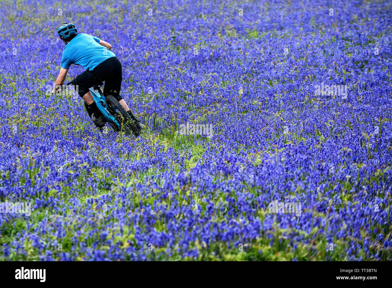 Un homme monte un vtt en pleine vitesse dans un champ de bluebells près de Abergavenny au Pays de Galles, Royaume-Uni. Banque D'Images