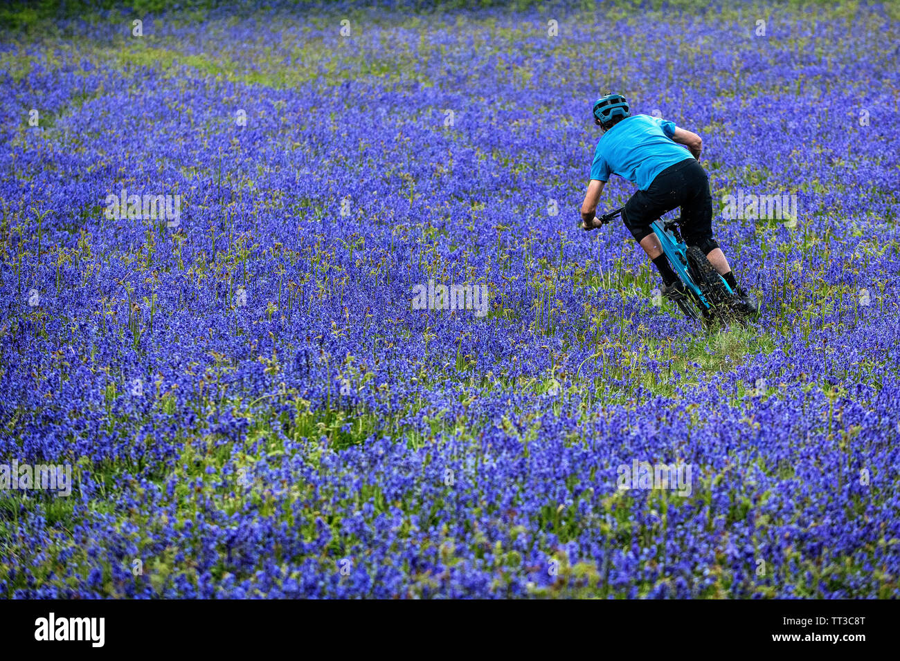 Un homme monte un vtt en pleine vitesse dans un champ de bluebells près de Abergavenny au Pays de Galles, Royaume-Uni. Banque D'Images