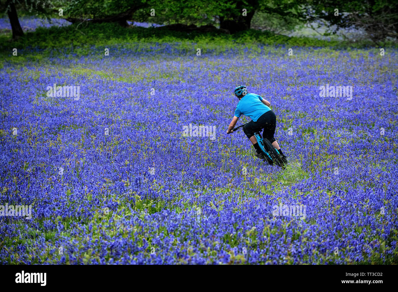 Un homme monte un vtt en pleine vitesse dans un champ de bluebells près de Abergavenny au Pays de Galles, Royaume-Uni. Banque D'Images