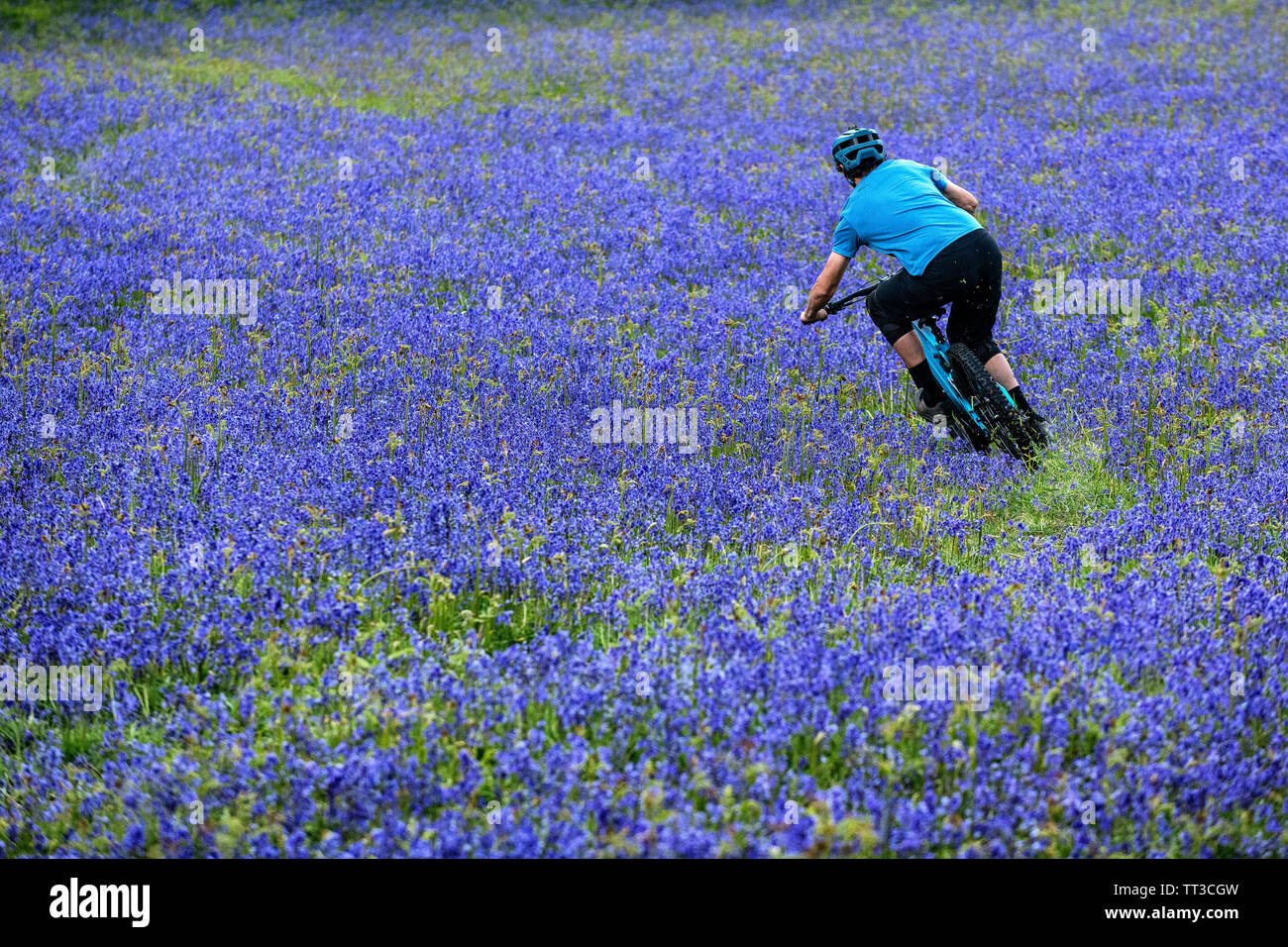 Un homme monte un vtt en pleine vitesse dans un champ de bluebells près de Abergavenny au Pays de Galles, Royaume-Uni. Banque D'Images