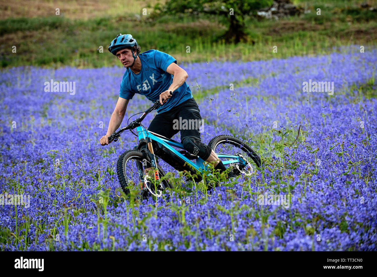 Un homme d'une bouilloire en vtt en pleine vitesse dans un champ de bluebells près de Abergavenny au Pays de Galles, Royaume-Uni. Banque D'Images