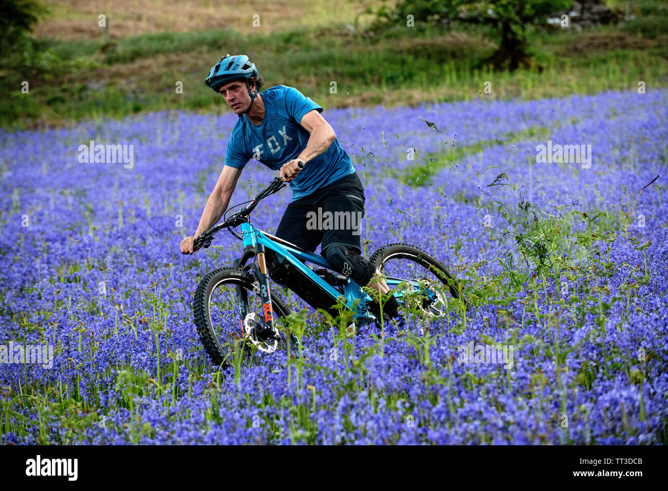 Un homme d'une bouilloire en vtt en pleine vitesse dans un champ de bluebells près de Abergavenny au Pays de Galles, Royaume-Uni. Banque D'Images
