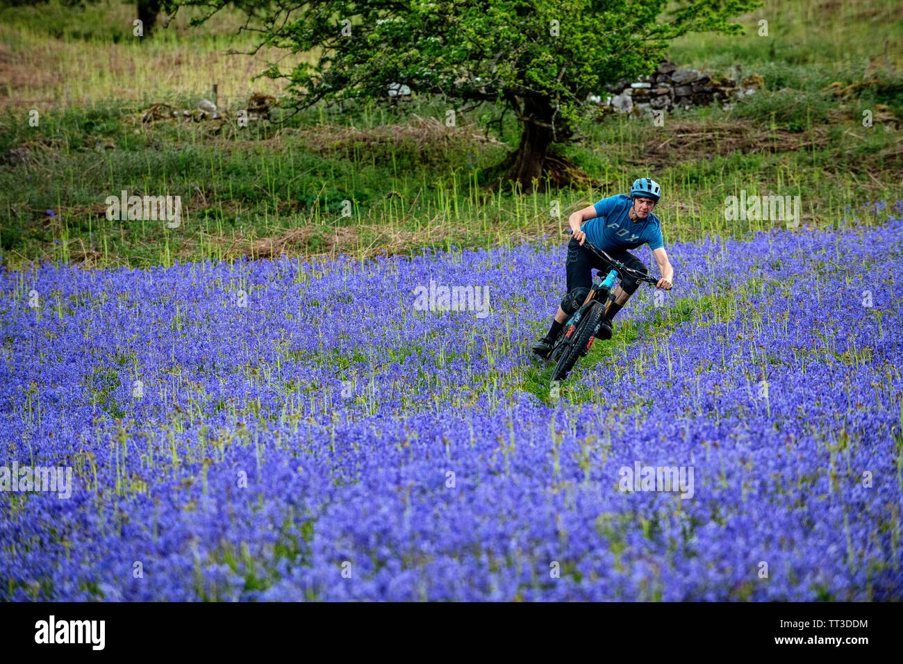 Un homme monte un vtt en pleine vitesse dans un champ de bluebells près de Abergavenny au Pays de Galles, Royaume-Uni. Banque D'Images