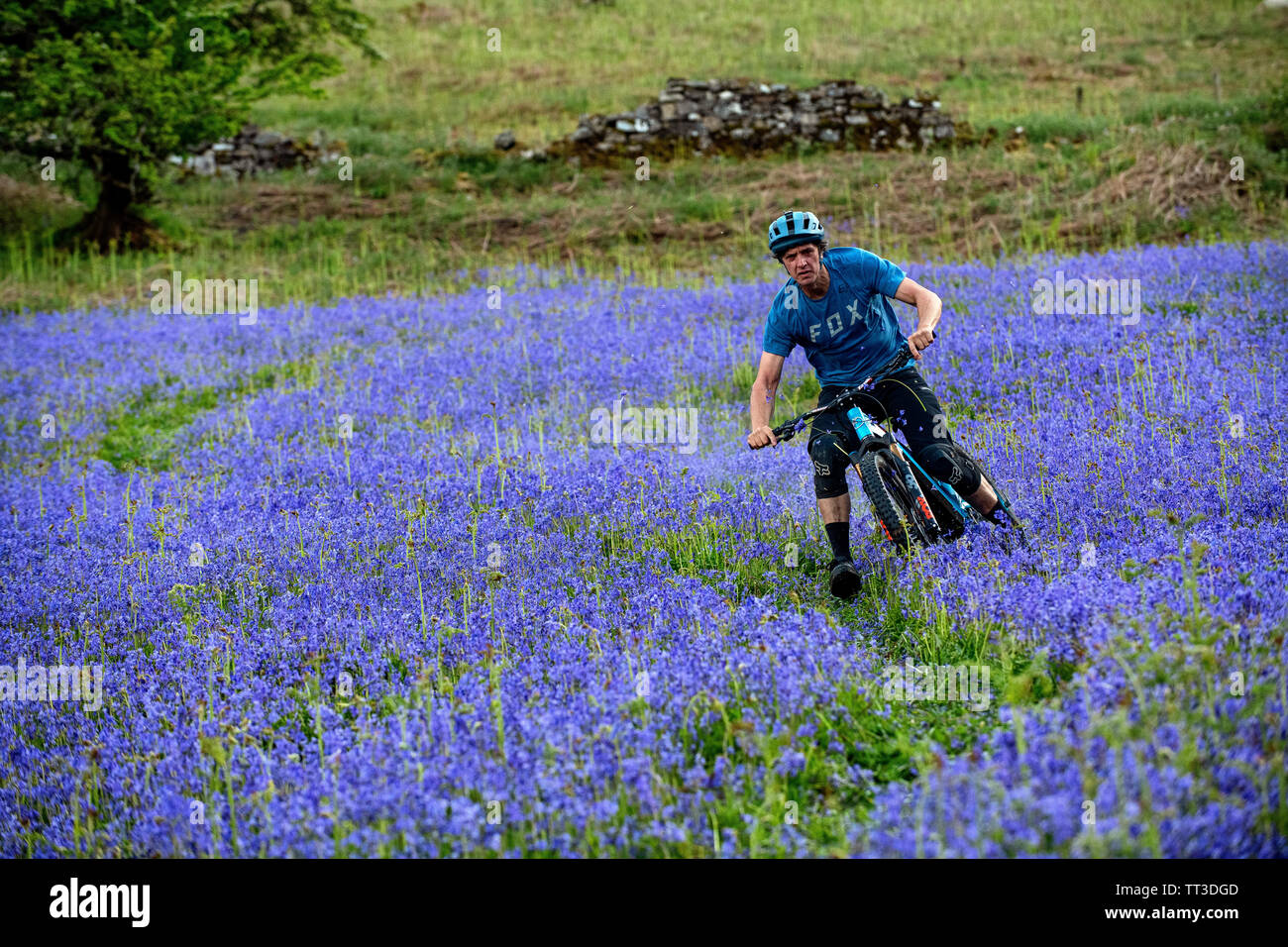 Un homme d'une bouilloire en vtt en pleine vitesse dans un champ de bluebells près de Abergavenny au Pays de Galles, Royaume-Uni. Banque D'Images