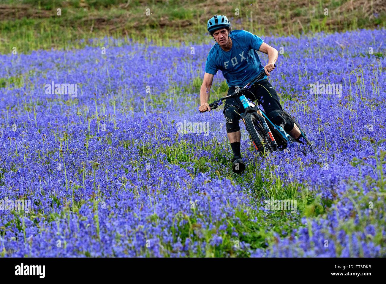 Un homme d'une bouilloire en vtt en pleine vitesse dans un champ de bluebells près de Abergavenny au Pays de Galles, Royaume-Uni. Banque D'Images