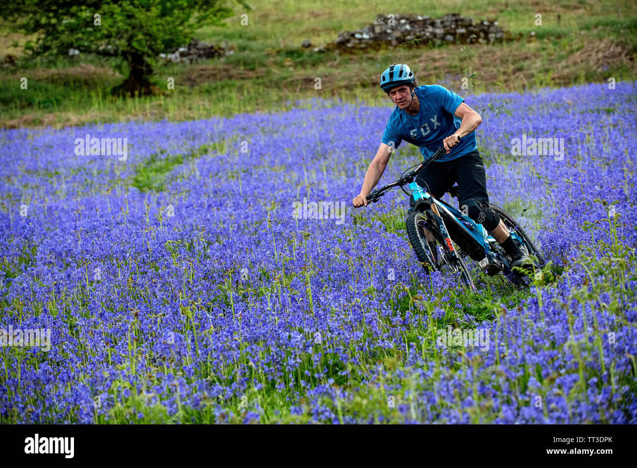 Un homme d'une bouilloire en vtt en pleine vitesse dans un champ de bluebells près de Abergavenny au Pays de Galles, Royaume-Uni. Banque D'Images