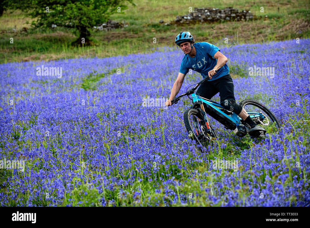 Un homme d'une bouilloire en vtt en pleine vitesse dans un champ de bluebells près de Abergavenny au Pays de Galles, Royaume-Uni. Banque D'Images