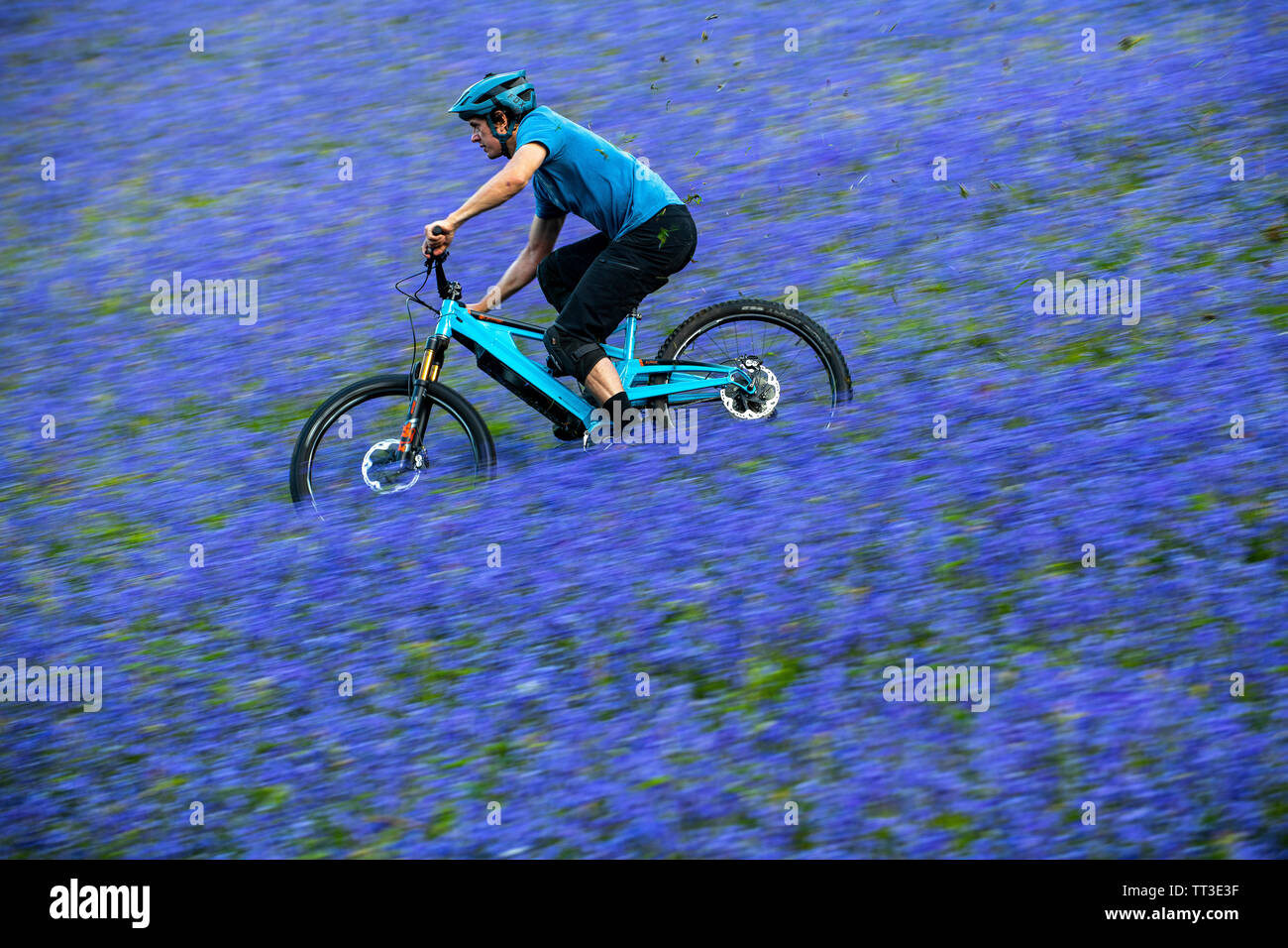 Un homme d'une bouilloire en vtt en pleine vitesse dans un champ de bluebells près de Abergavenny au Pays de Galles, Royaume-Uni. Banque D'Images