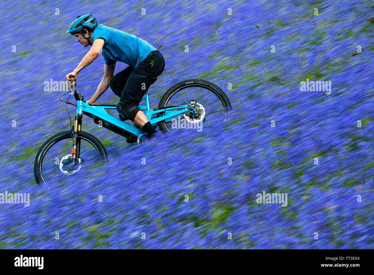 Un homme d'une bouilloire en vtt en pleine vitesse dans un champ de bluebells près de Abergavenny au Pays de Galles, Royaume-Uni. Banque D'Images