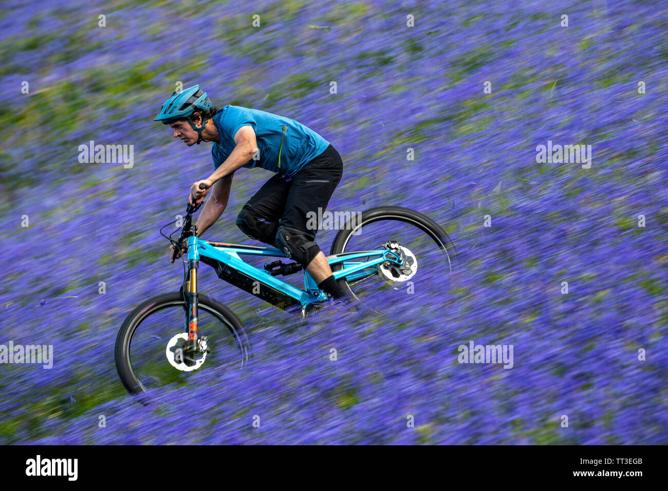 Un homme d'une bouilloire en vtt en pleine vitesse dans un champ de bluebells près de Abergavenny au Pays de Galles, Royaume-Uni. Banque D'Images