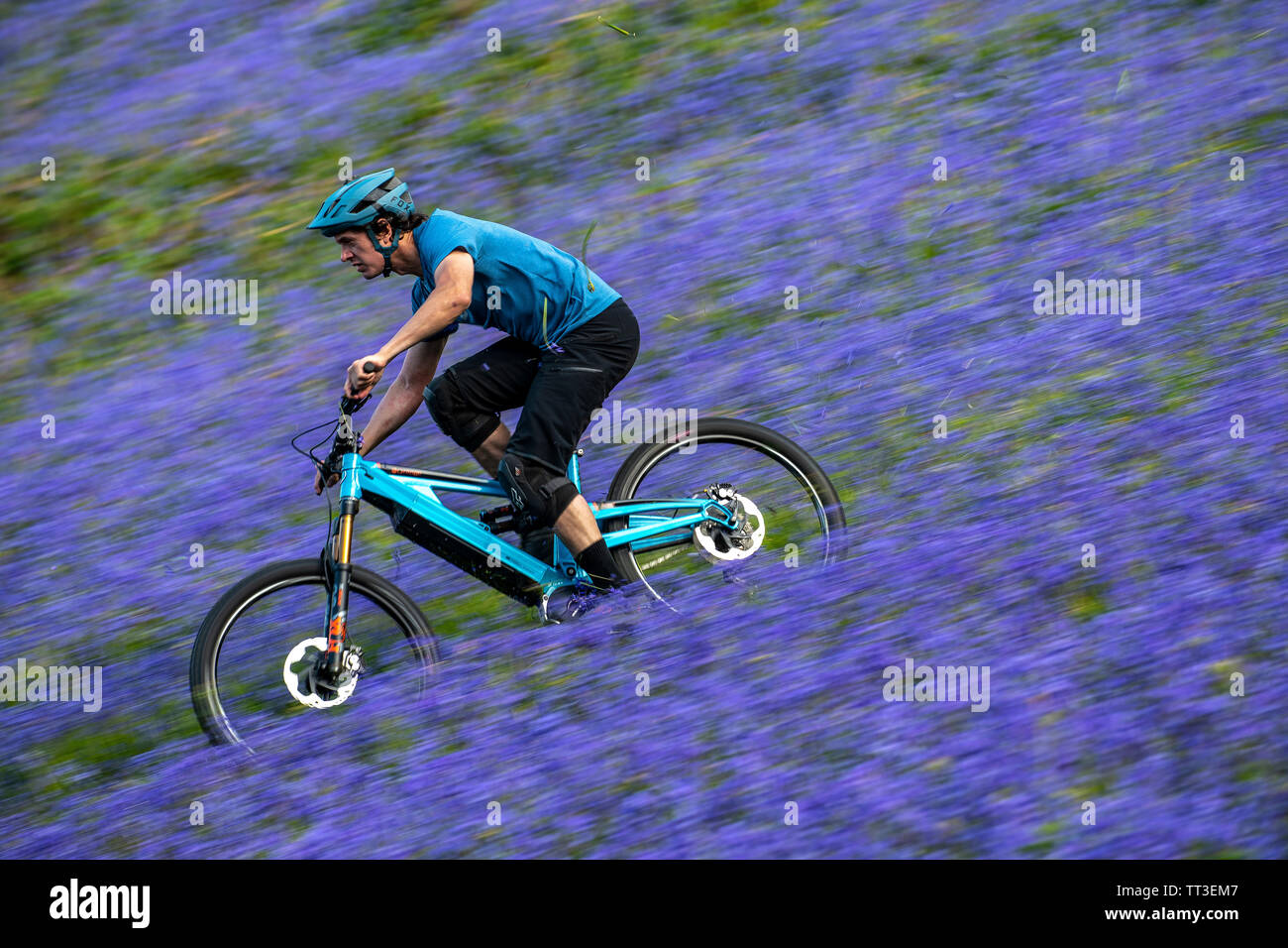 Un homme d'une bouilloire en vtt en pleine vitesse dans un champ de bluebells près de Abergavenny au Pays de Galles, Royaume-Uni. Banque D'Images
