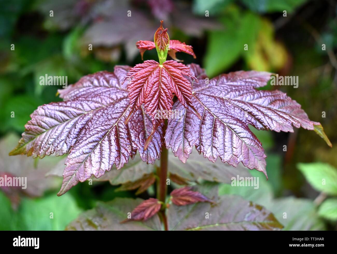 Ouverture d'une nouvelle feuille sur Acer pseudoplatanus, plus communément connue sous le nom de sycomore. Banque D'Images
